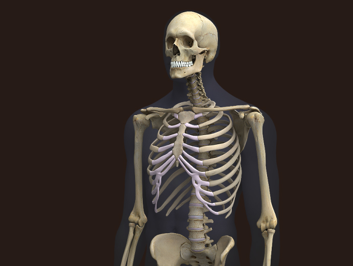 Zygote 3d Male Skeleton Model
