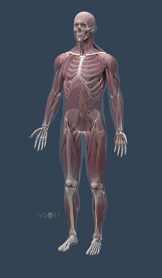 Zygote Solid 3d Male Model Medically Accurate Anatomy Human Cad