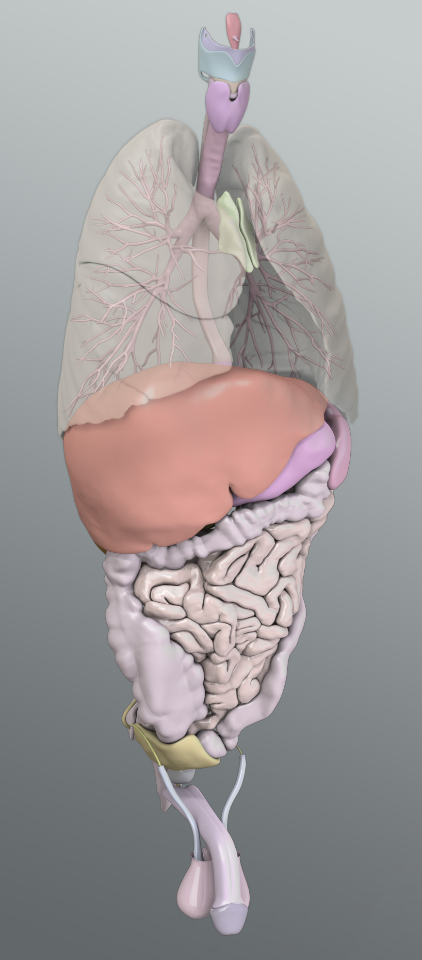 Zygote::Solid 3D Male Organs Model | Medically Accurate | Human Anatomy