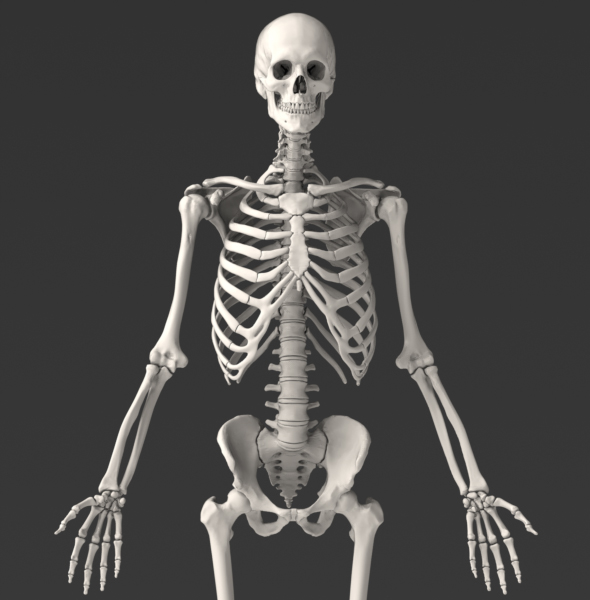 Real Human Skeleton Model