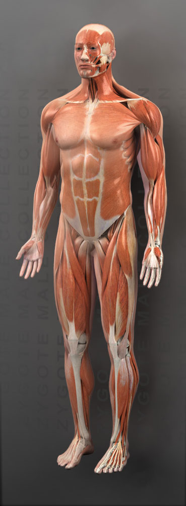 Zygote 3d Male Muscular System Medically Accurate Human