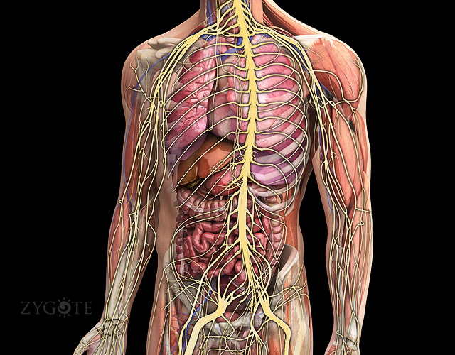 human nervous system on display
