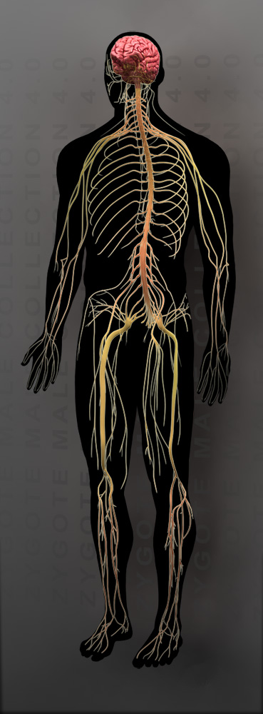 Как выглядит нервная система человека фото