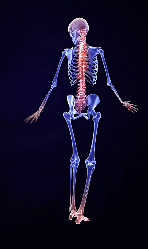 simplified skeleton 3d model