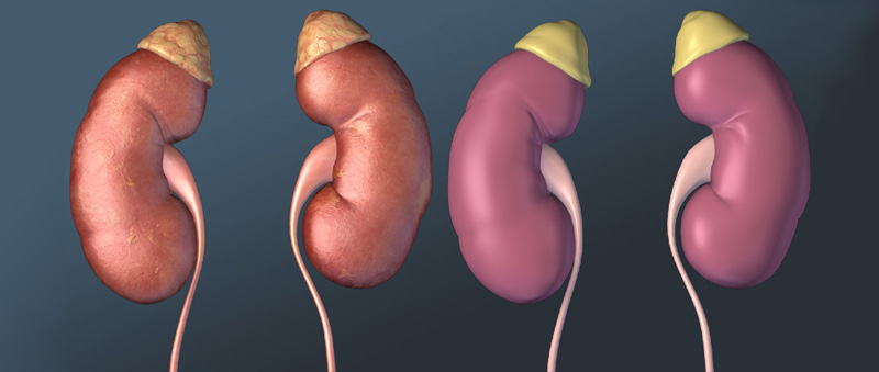 Zygote 3d Male Urinary System Medically Accurate Human Anatomy