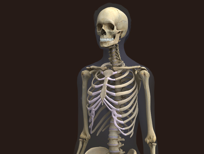 female skeleton diagram