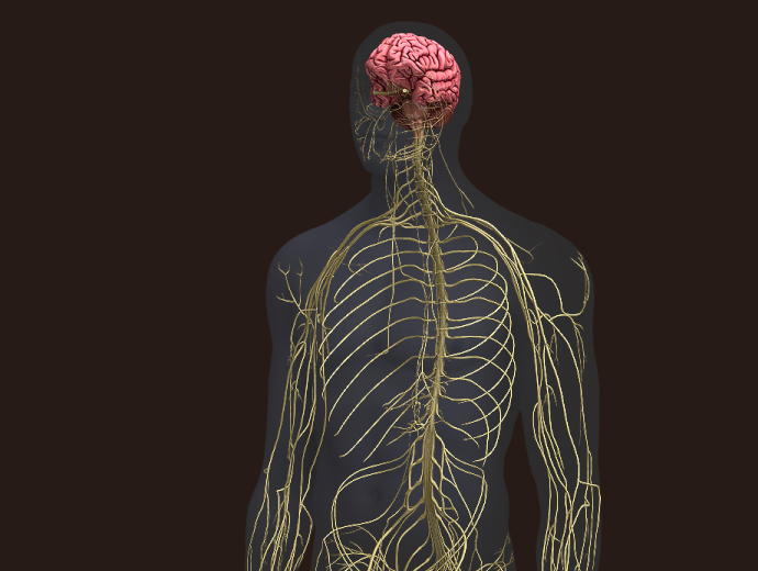 Zygote3D Male Nervous System Model Human