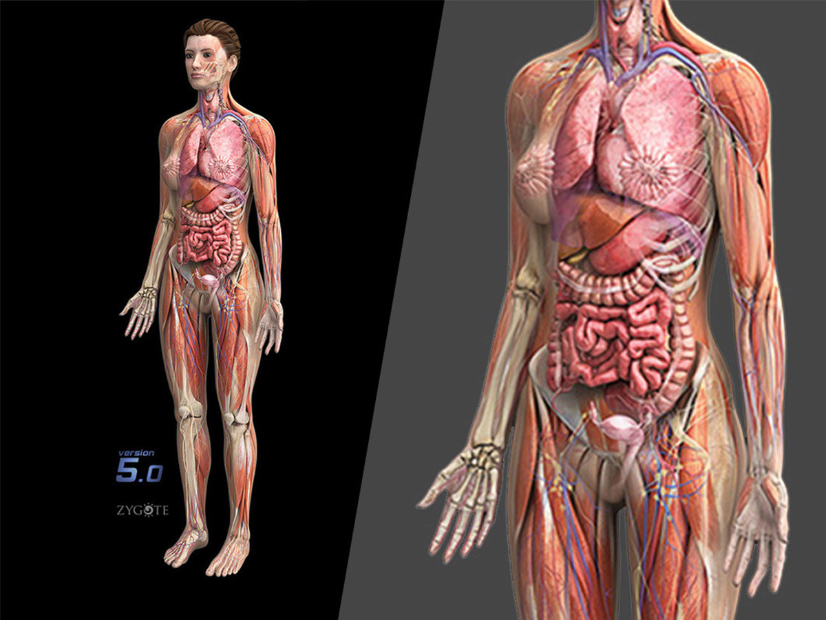 female human body organs diagram