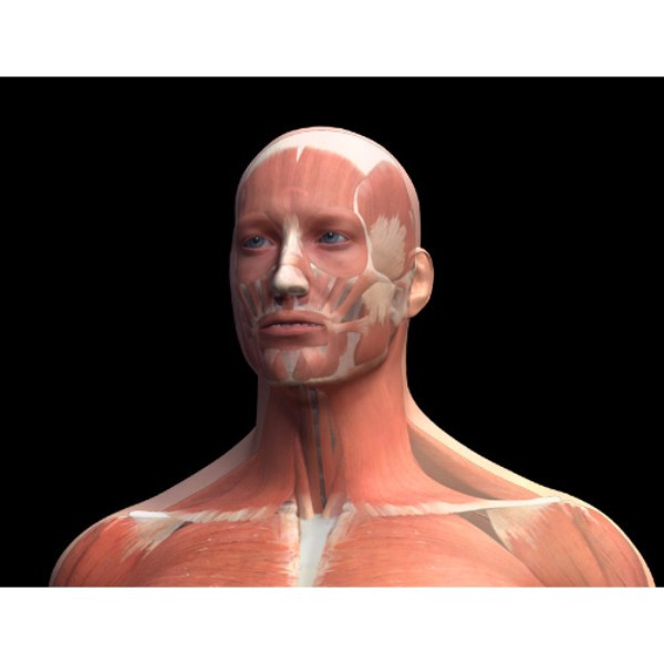 Zygote 3d Anatomy Premier Collection Medically Accurate Human Body
