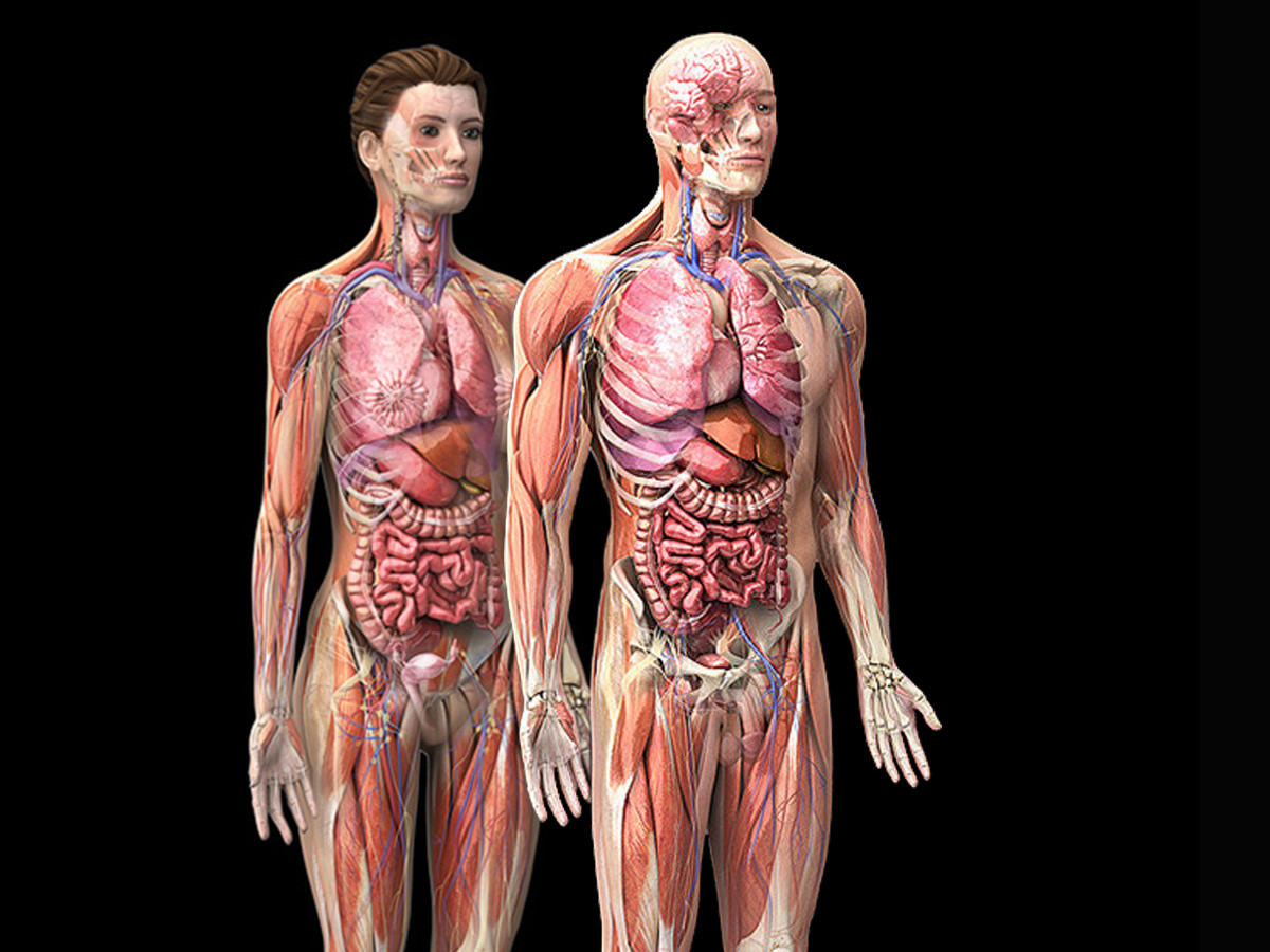 turbosquid 3d human male and female complete anatomy