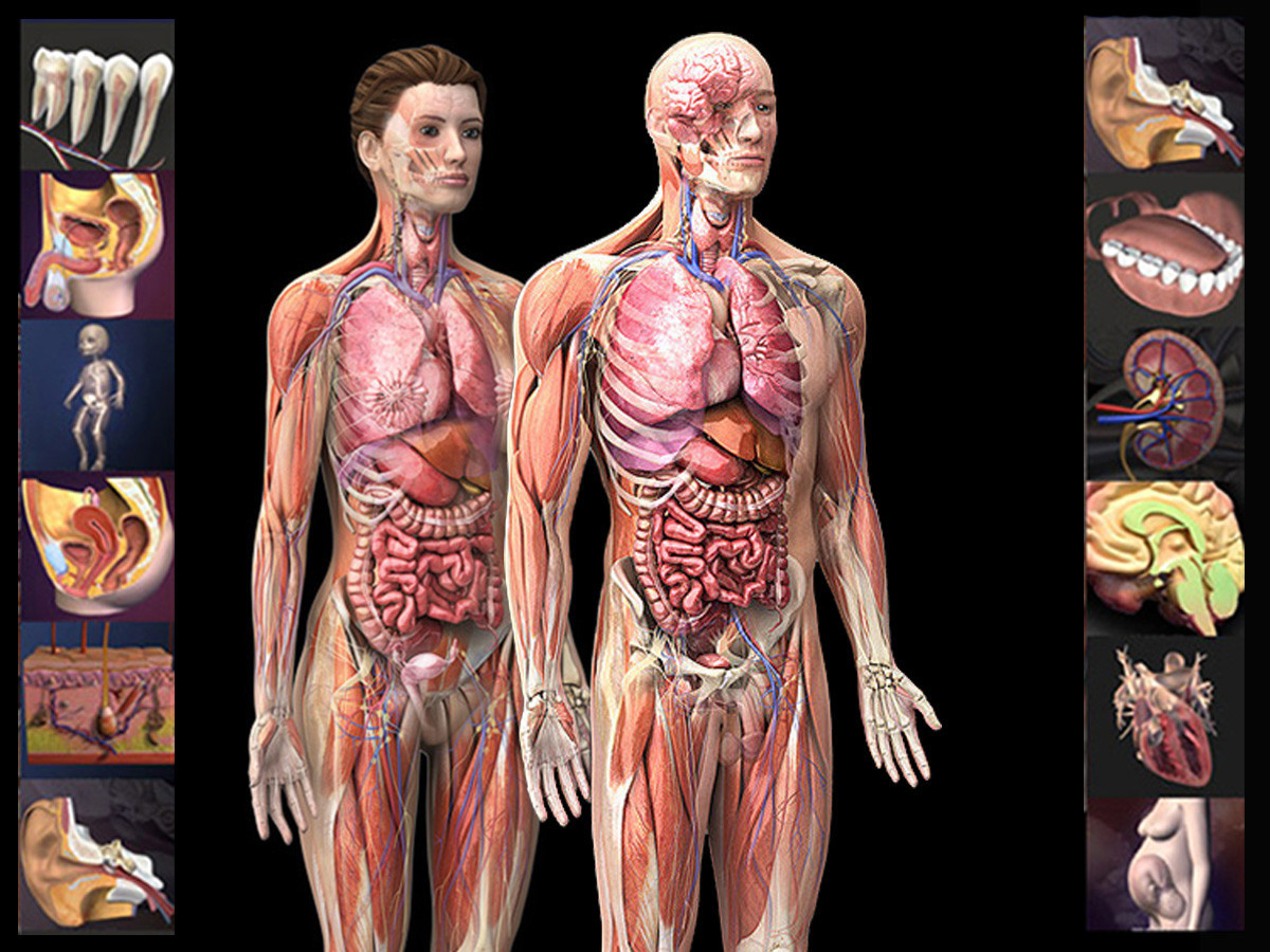 complete human anatomy
