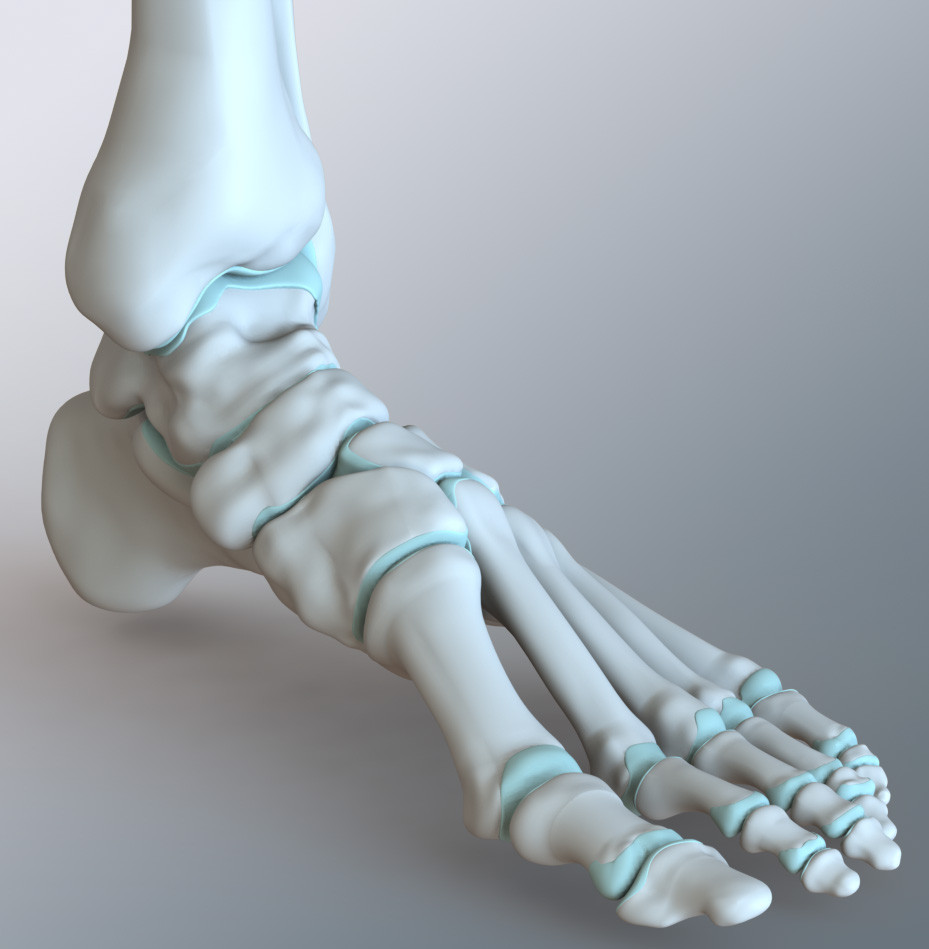 Human Foot Skeleton Anatomy : Skeletal Series 11: The Human Foot ...
